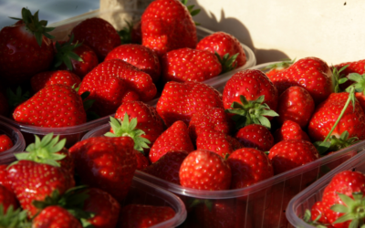 Itinéraire technique de culture de la fraise grâce aux techniques écologiques
