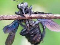 Entomoculture (Black soldier Fly), embel marius studieslearning
