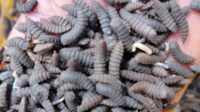 Entomoculture (Black soldier Fly), embel marius studieslearning