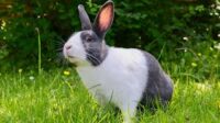 CUNICULTURE : élevage de lapin , embel marius studieslearning
