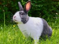 CUNICULTURE : élevage de lapin , embel marius studieslearning