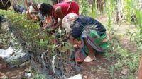 TECHNIQUES DE GREFFAGE ET MARCOTTAGE D’ARBRES FRUITIERS, GESTION DES PEPINIERES ET PLANTATIONS D’AVOCATIERS ET D’AGRUMES, mabouang serges studies learning