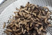 Entomoculture (Black soldier Fly), embel marius studieslearning