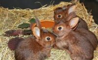 CUNICULTURE : élevage de lapin , embel marius studieslearning