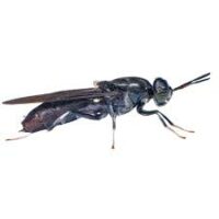 Entomoculture (Black soldier Fly), embel marius studieslearning