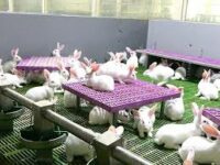 CUNICULTURE : élevage de lapin , embel marius studieslearning