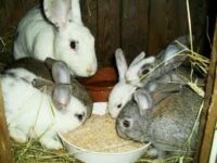 CUNICULTURE : élevage de lapin , embel marius studieslearning